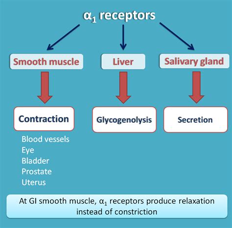 beta and alpha receptors|α.